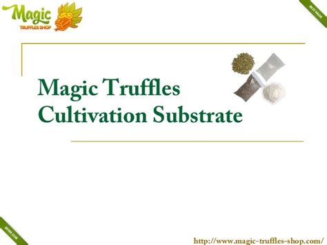 From Recreational Use to Medical Applications: The Potential of Magic Truffles